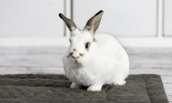 Czy królik to drób? Odkryj, co naprawdę oznacza ta klasyfikacja