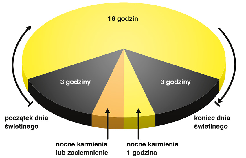 Rysunek 2. Graficzny przykład alternatywnego programu świetlnego (broszura Hy-Line, 2014)